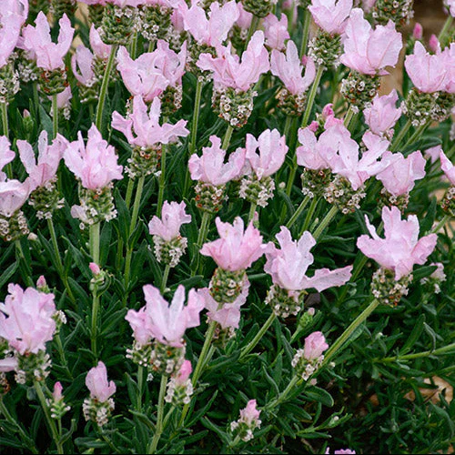 Blush Pink Lavender Seeds – Soft Pastel Blooms for Fragrant Gardens & Bouquets - Image 2