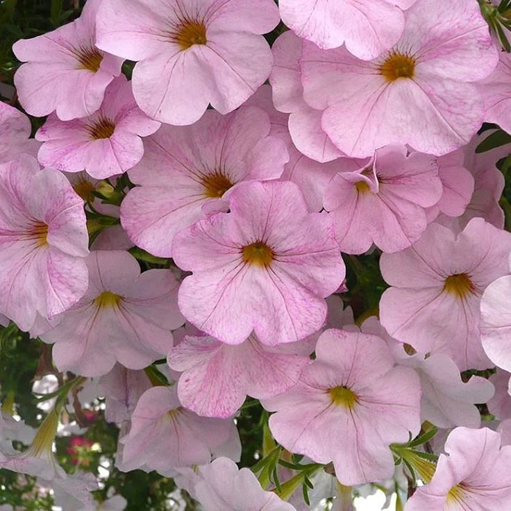 Blush Pink Petunia Seeds – Soft Romantic Blooms for Gardens & Hanging Baskets - Image 2