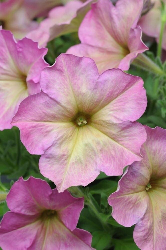 Blush Pink Petunia Seeds – Soft Romantic Blooms for Gardens & Hanging Baskets - Image 3