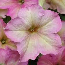 Blush Pink Petunia Seeds – Soft Romantic Blooms for Gardens & Hanging Baskets - Image 4