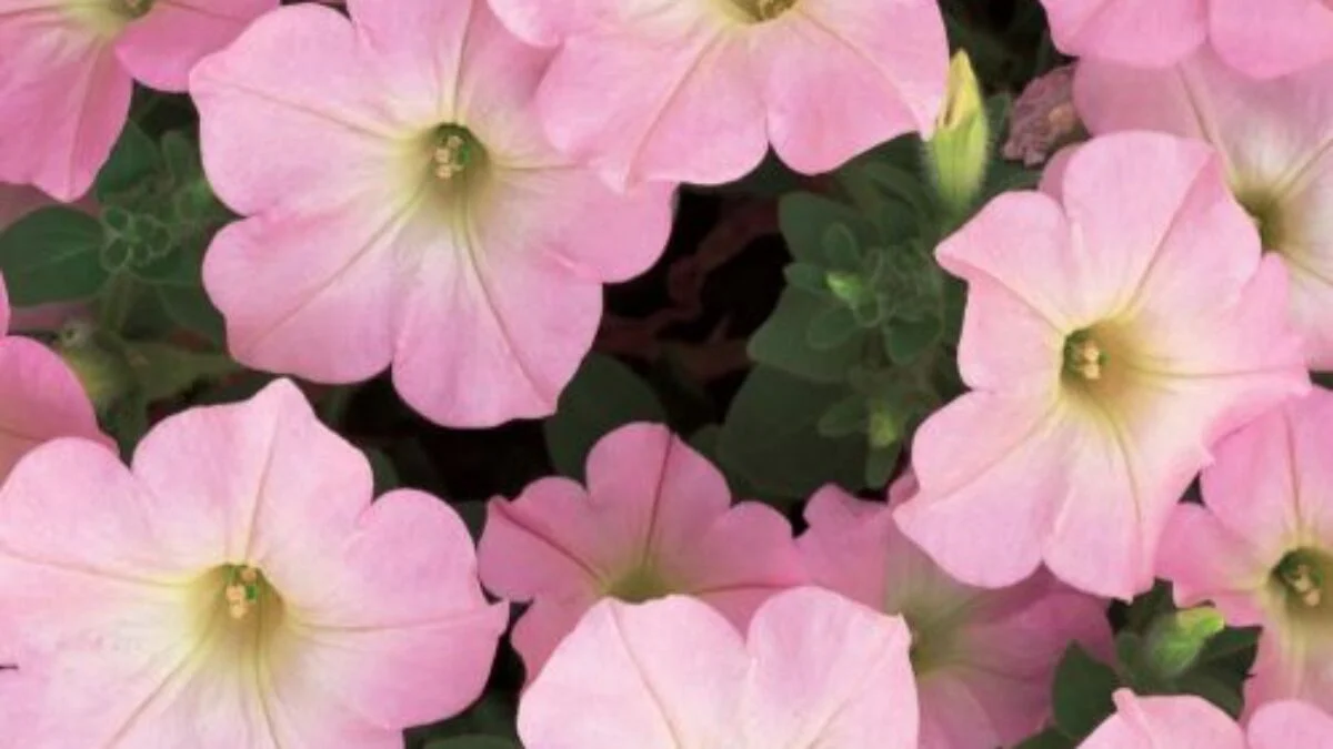 Blush Pink Petunia Seeds – Soft Romantic Blooms for Gardens & Hanging Baskets - Image 5