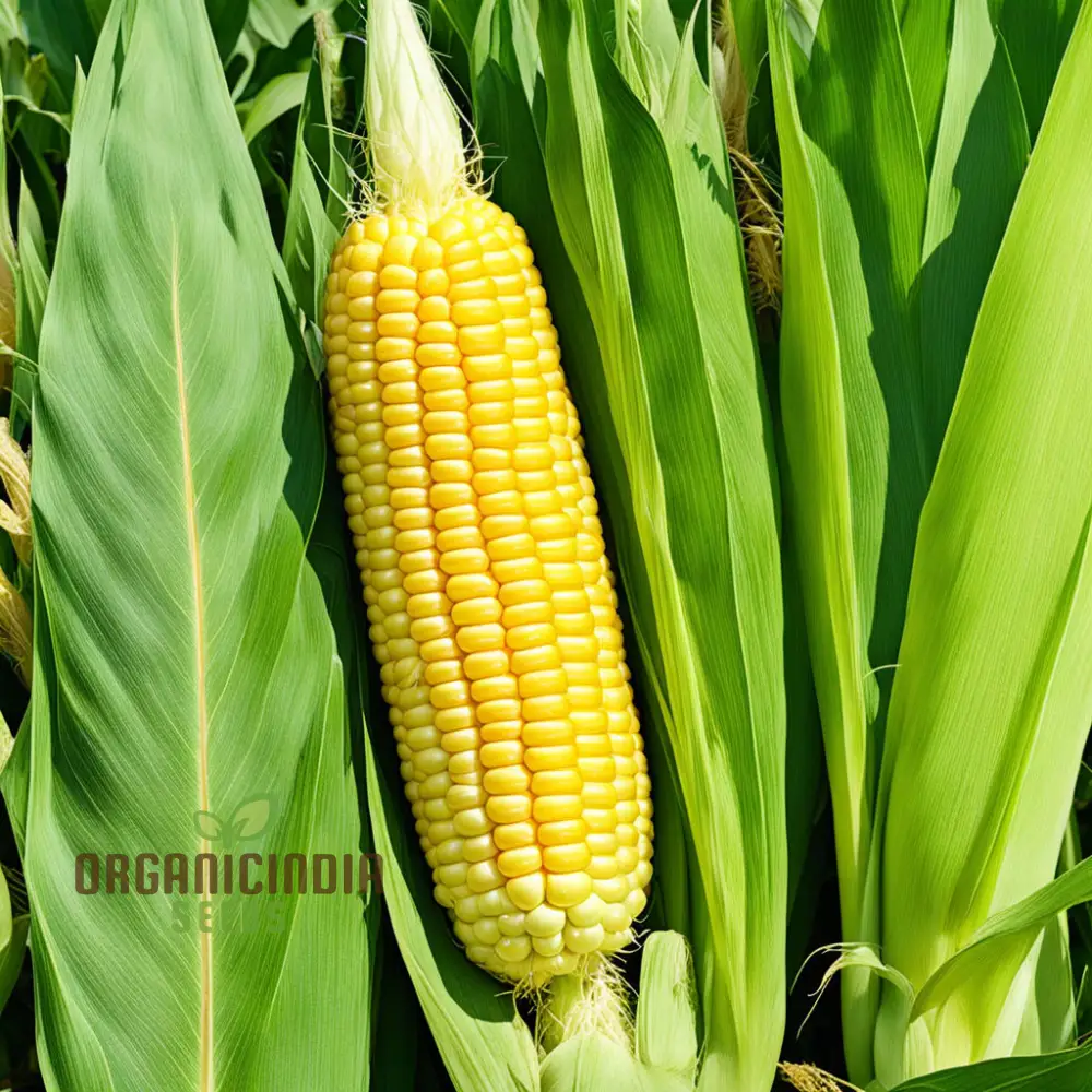 Bodacious Corn Seeds, Planting Seeds for Robust and Flavorful Corn Harvests