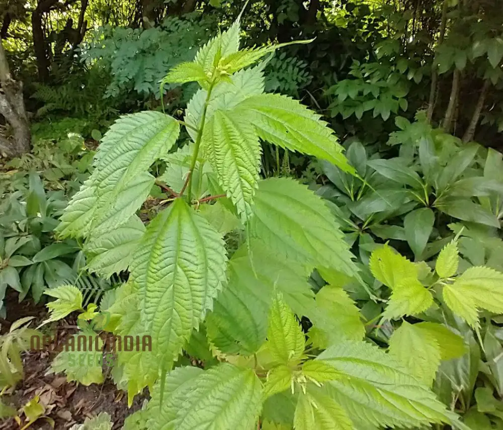 Boehmeria Sieboldiana Seeds For Planting, Perfect for Unique Landscaping and Gardening