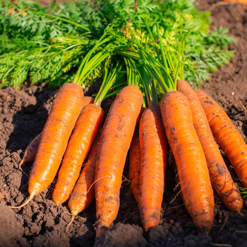 Bolero Carrot Seeds – Premium Hybrid, Sweet & Crisp - High-Yield & Disease-Resistant