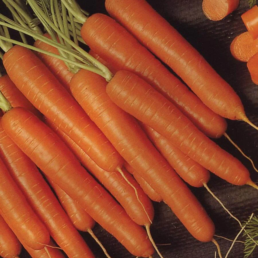 Bolero Carrot Seeds – Premium Hybrid, Sweet & Crisp - High-Yield & Disease-Resistant - Image 2