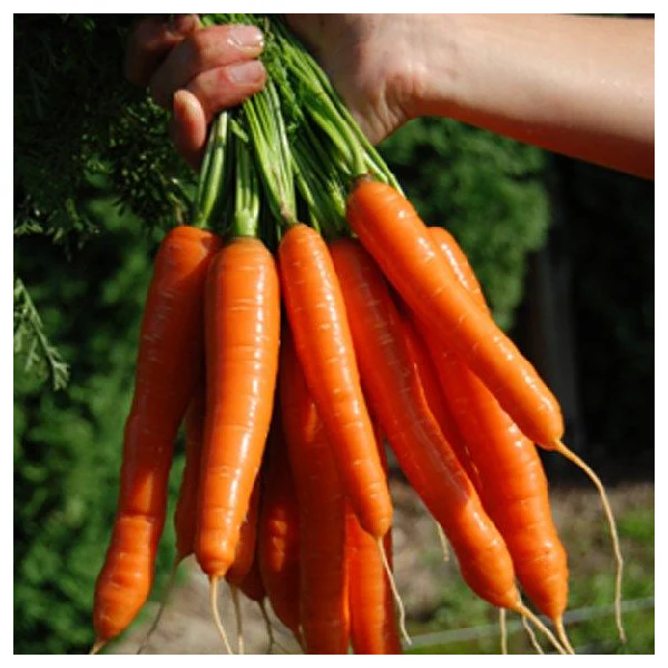 Bolero Carrot Seeds – Premium Hybrid, Sweet & Crisp - High-Yield & Disease-Resistant - Image 3