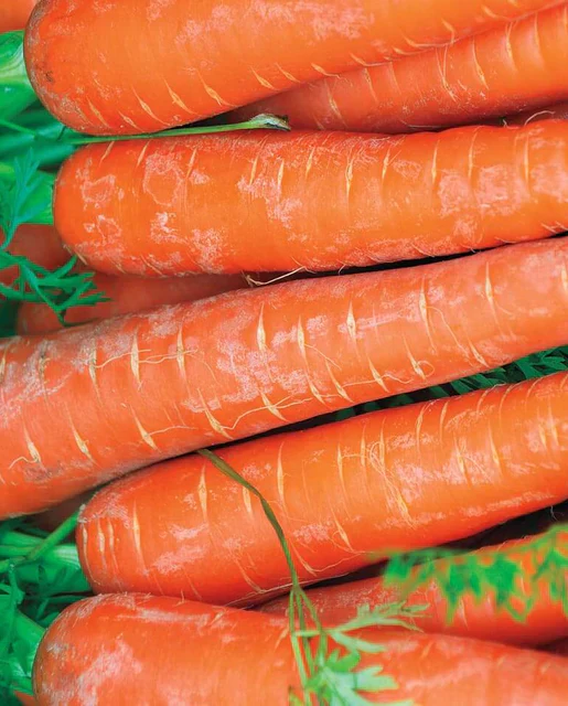 Bolero Carrot Seeds – Premium Hybrid, Sweet & Crisp - High-Yield & Disease-Resistant - Image 4