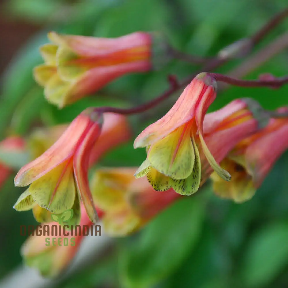Bomarea Hirtella Seeds – Exquisite Climbing Vine Variety for Garden Planting