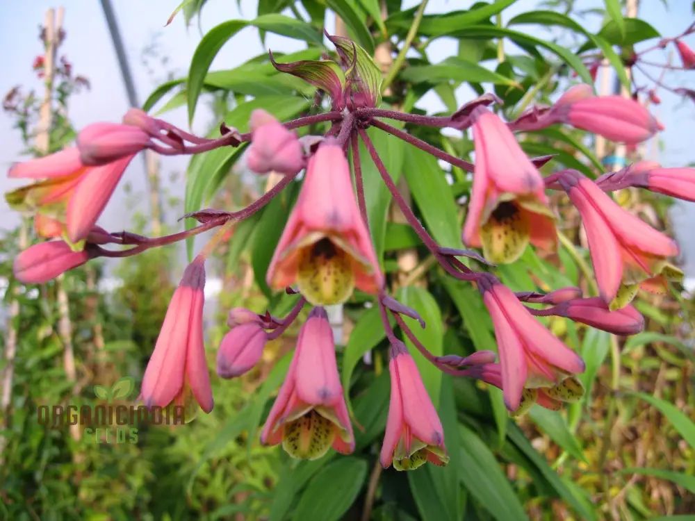 Bomarea Hirtella Seeds – Exquisite Climbing Vine Variety for Garden Planting - Image 3