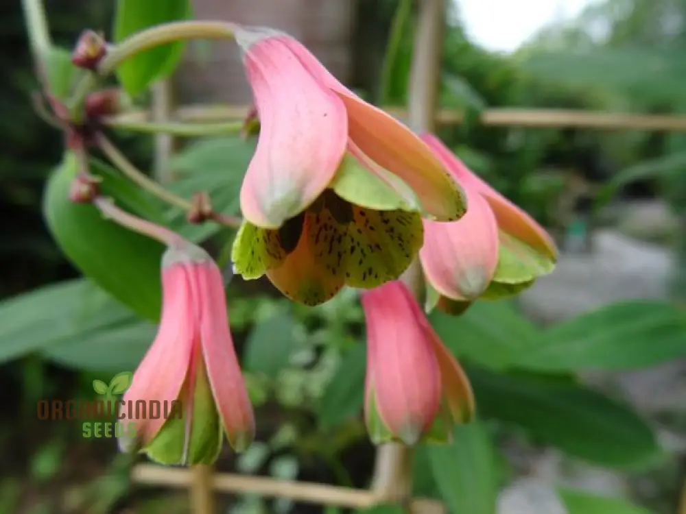 Bomarea Hirtella Seeds – Exquisite Climbing Vine Variety for Garden Planting - Image 4