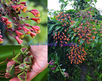 Bomarea Hirtella Seeds – Exquisite Climbing Vine Variety for Garden Planting - Image 5