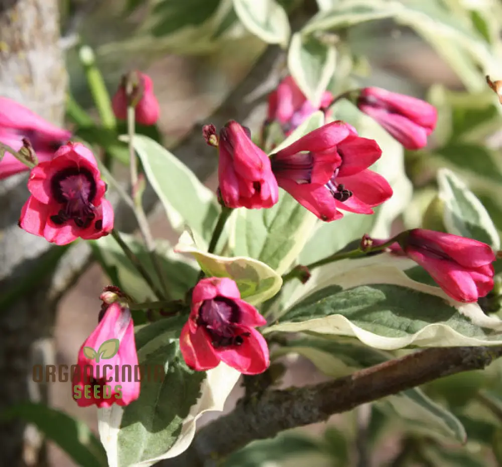 Bomarea Salsilla Seeds – Exotic Climbing Bloom Variety for Lush Garden Beauty - Image 3