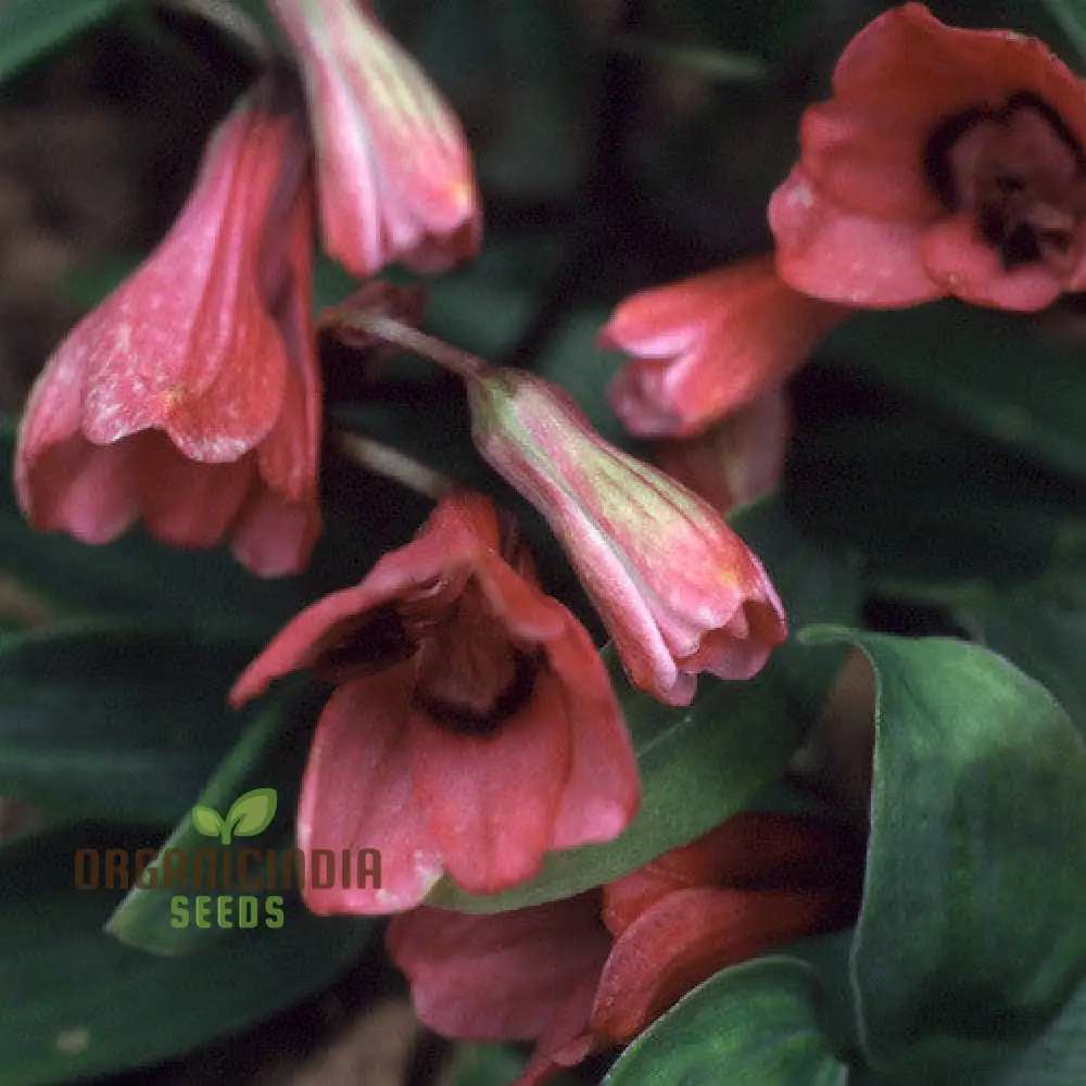 Bomarea Salsilla Seeds – Exotic Climbing Bloom Variety for Lush Garden Beauty - Image 4