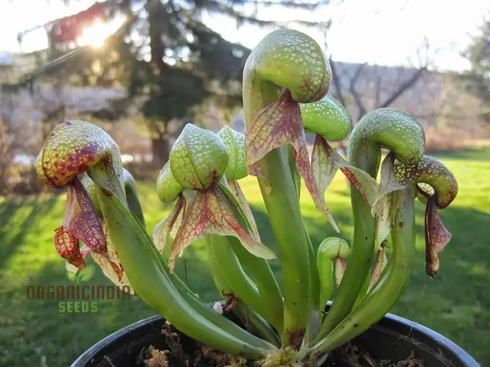 Bonsai Meat Eating Cobra Lily Californica Flower Seeds, Expert Planting and Cultivation Guide - Image 4