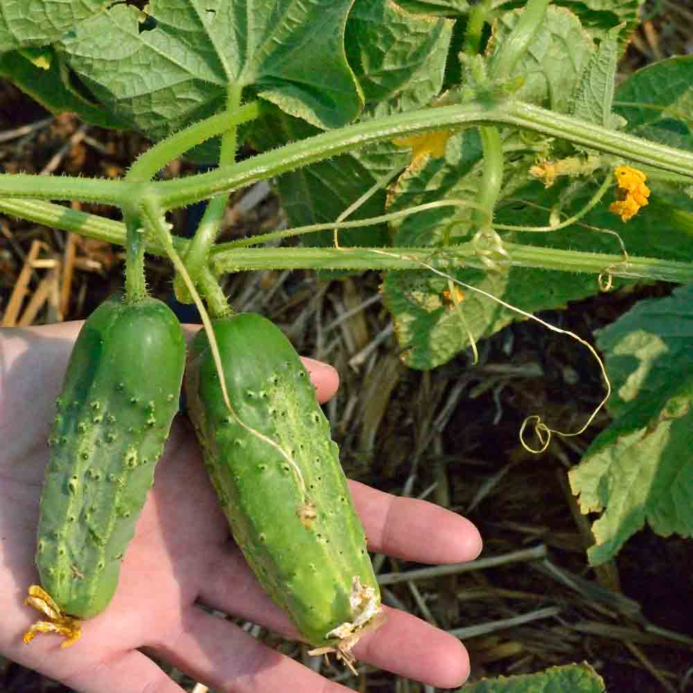 Boston Pickling Cucumber Seeds - Image 3