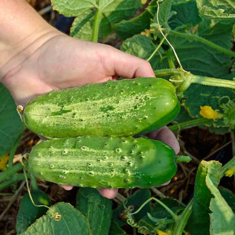 Boston Pickling Cucumber Seeds - Image 4