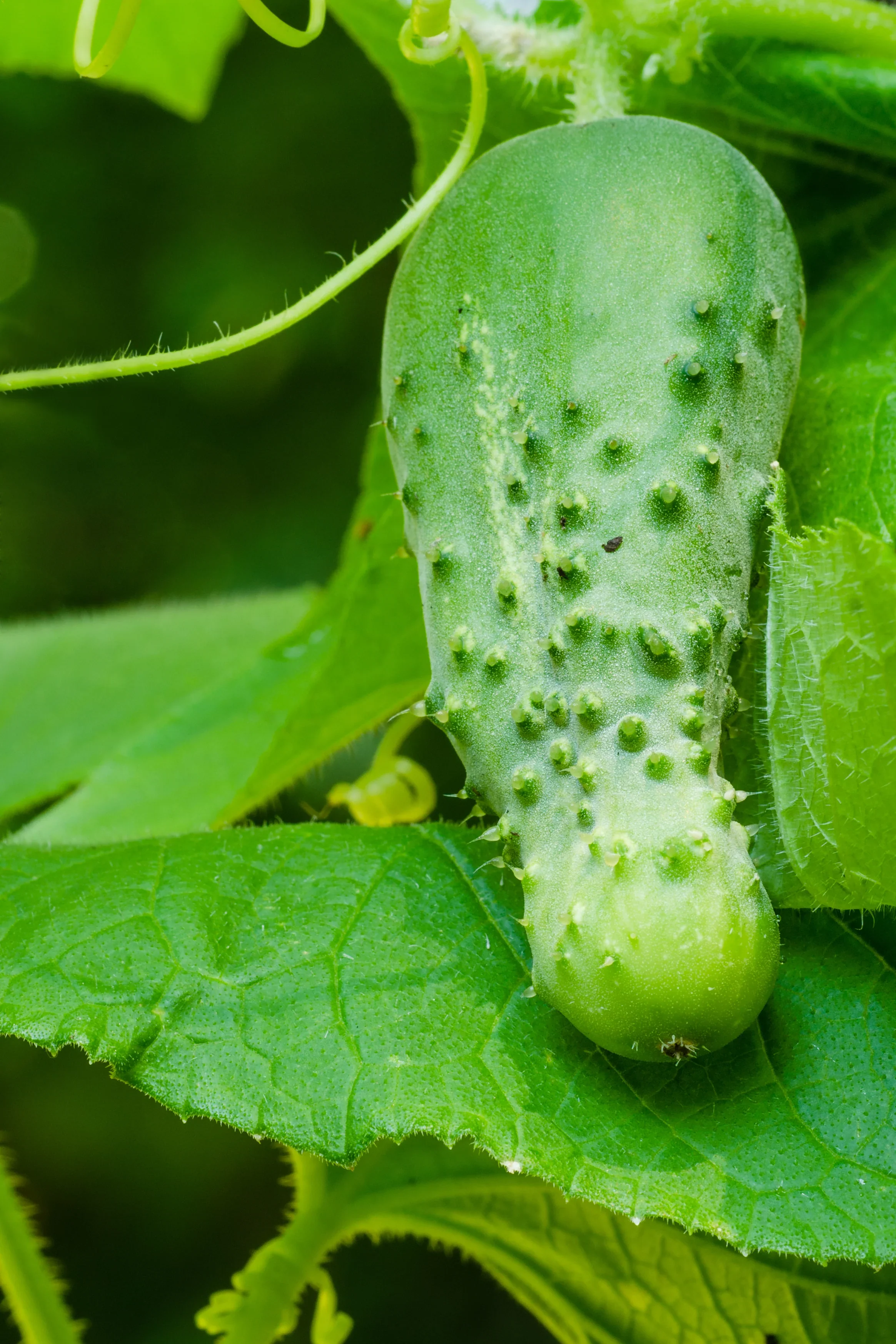 Boston Pickling Cucumber Seeds – Heirloom, High Yield, Crisp & Delicious - Image 3