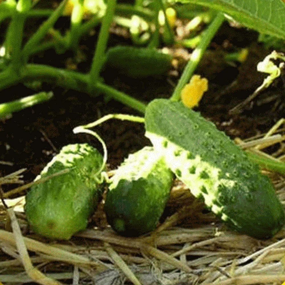 Boston Pickling Cucumber Seeds – Heirloom, High Yield, Crisp & Delicious - Image 4