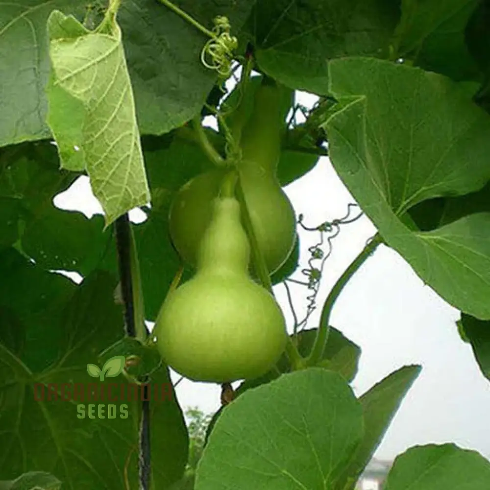 Bottle Gourd Desi-Spinning Top (Lattu) Shape Seeds - Planting Guide Included - Rare and Unique Varietal for Your Garden