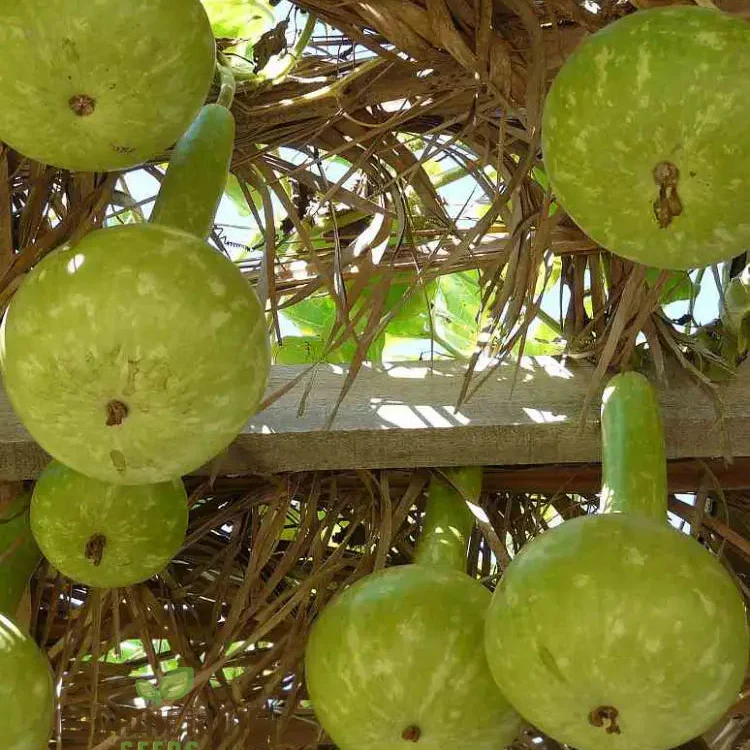 Bottle Gourd Desi-Spinning Top (Lattu) Shape Seeds - Planting Guide Included - Rare and Unique Varietal for Your Garden - Image 3
