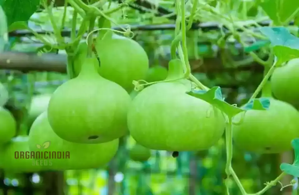 Bottle Gourd Desi-Spinning Top (Lattu) Shape Seeds - Planting Guide Included - Rare and Unique Varietal for Your Garden - Image 4