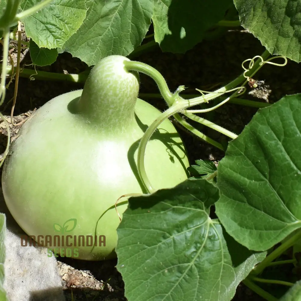 Bottle Gourd - Kobu Seeds for Planting and Gardening | Buy Quality Seeds Online