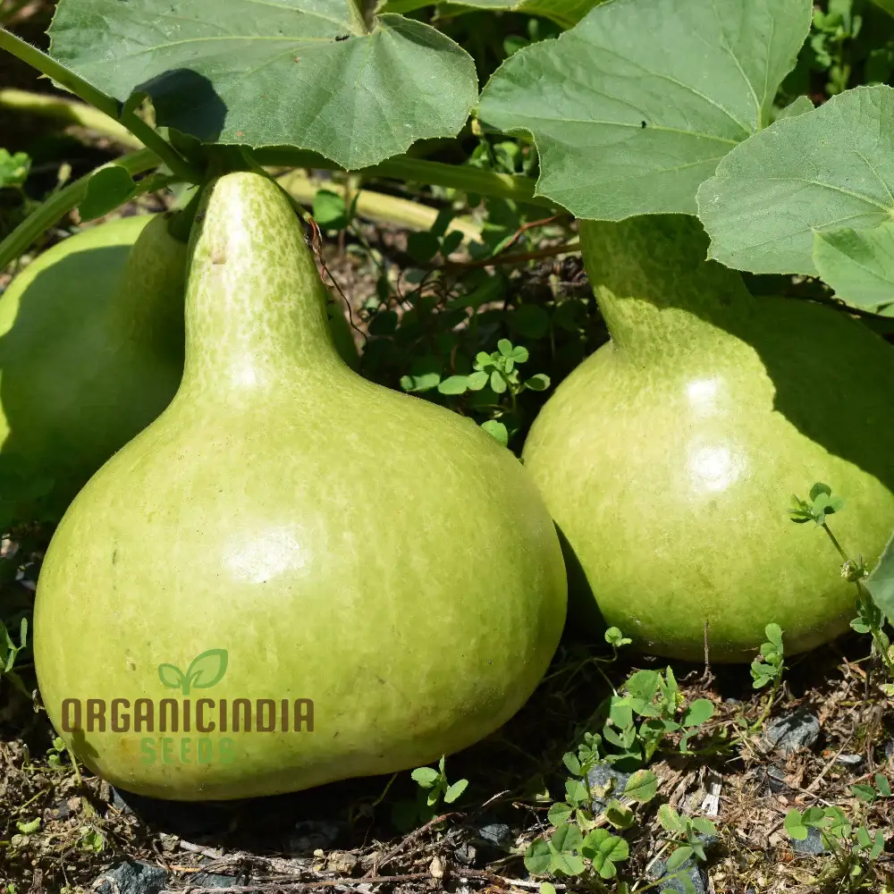 Bottle Gourd - Kobu Seeds for Planting and Gardening | Buy Quality Seeds Online - Image 3
