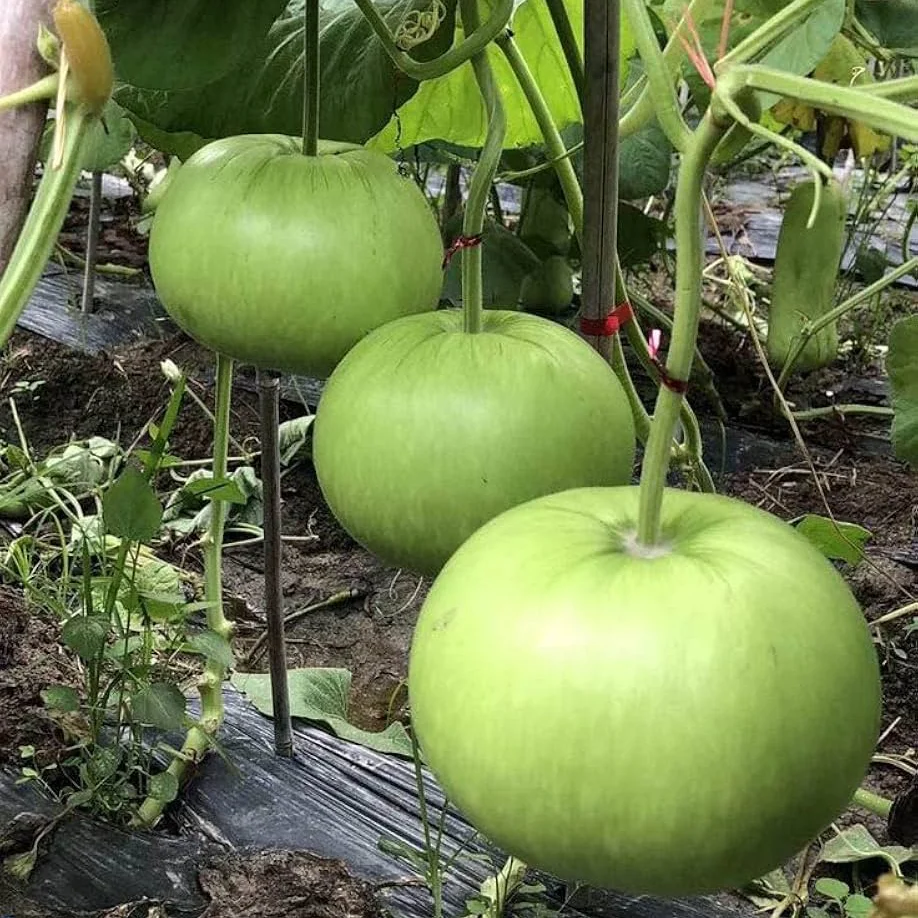 Bottle Gourd Round Seeds - Premium Quality for Planting and Gardening