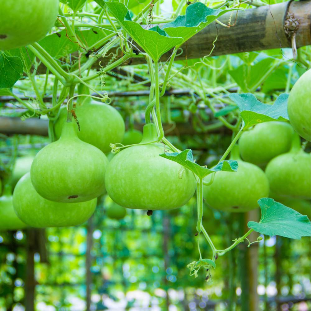 Bottle Gourd Round Seeds - Premium Quality for Planting and Gardening - Image 3