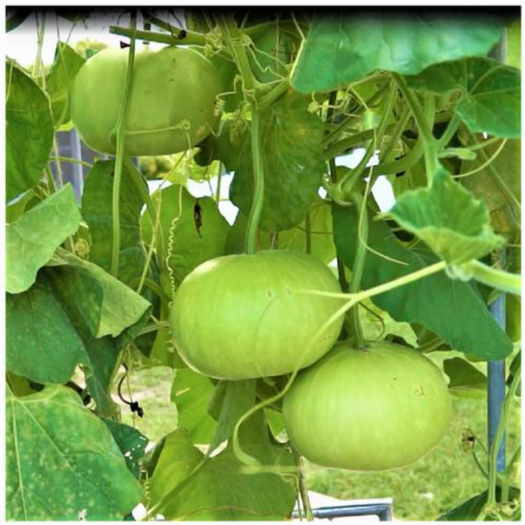 Bottle Gourd Round Seeds - Premium Quality for Planting and Gardening - Image 4
