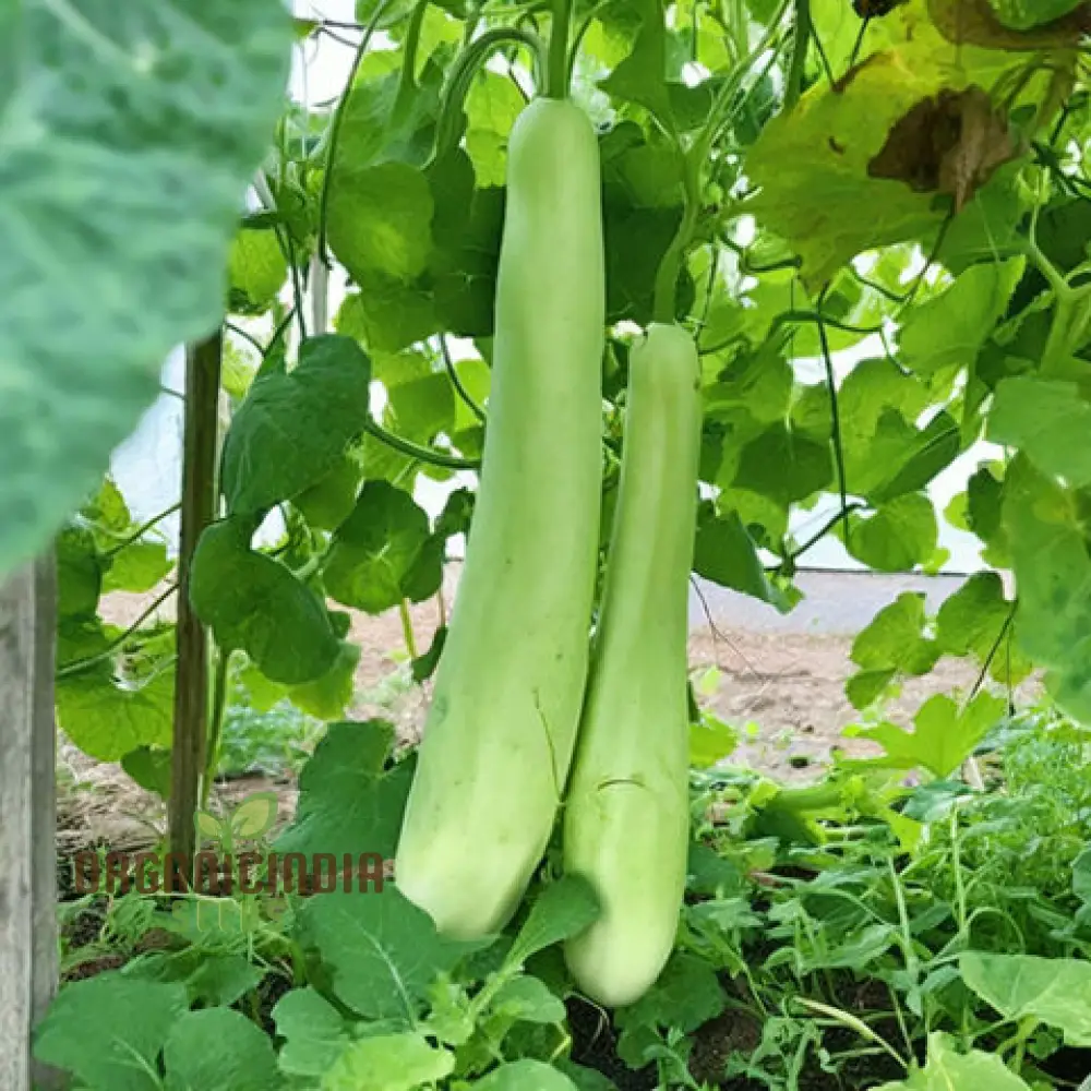 Grow Your Own Refreshing and Nutritious Gourds with Green Bottle Gourd Vegetable Seeds - Image 3