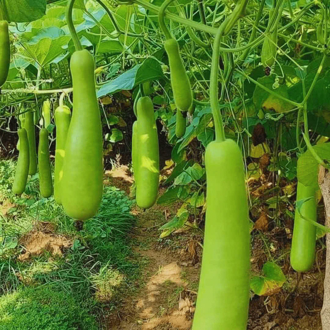 Grow Your Own Refreshing and Nutritious Gourds with Green Bottle Gourd Vegetable Seeds - Image 5