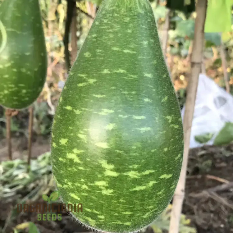Bottle Gourd Speckled Long Green White Seeds - Planting Guide Included, Rare Varietal for Your Garden
