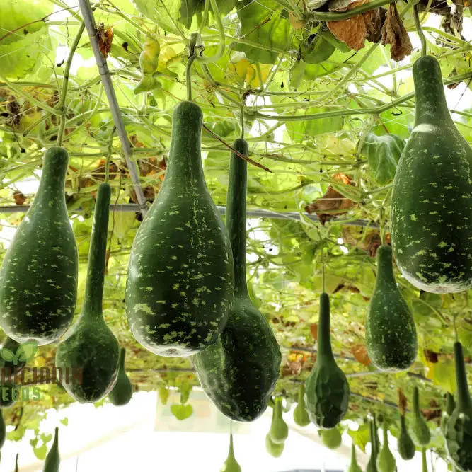 Bottle Gourd Speckled Long Green White Seeds - Planting Guide Included, Rare Varietal for Your Garden - Image 3