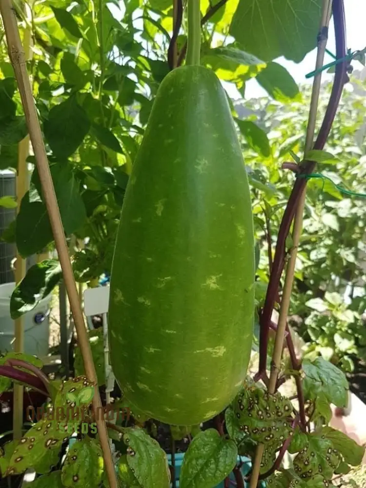 Bottle Gourd Speckled Long Green White Seeds - Planting Guide Included, Rare Varietal for Your Garden - Image 4