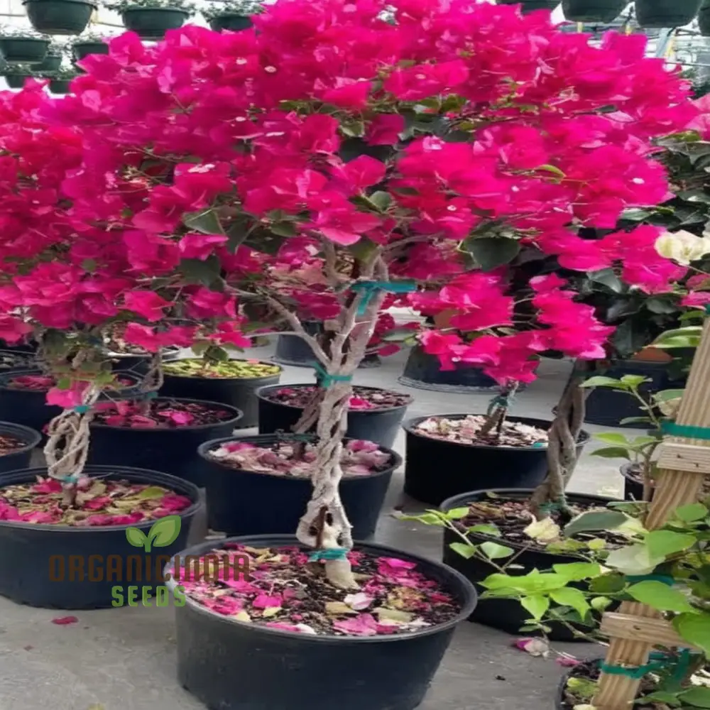 Bougainvillea Flower Seeds Planting Red