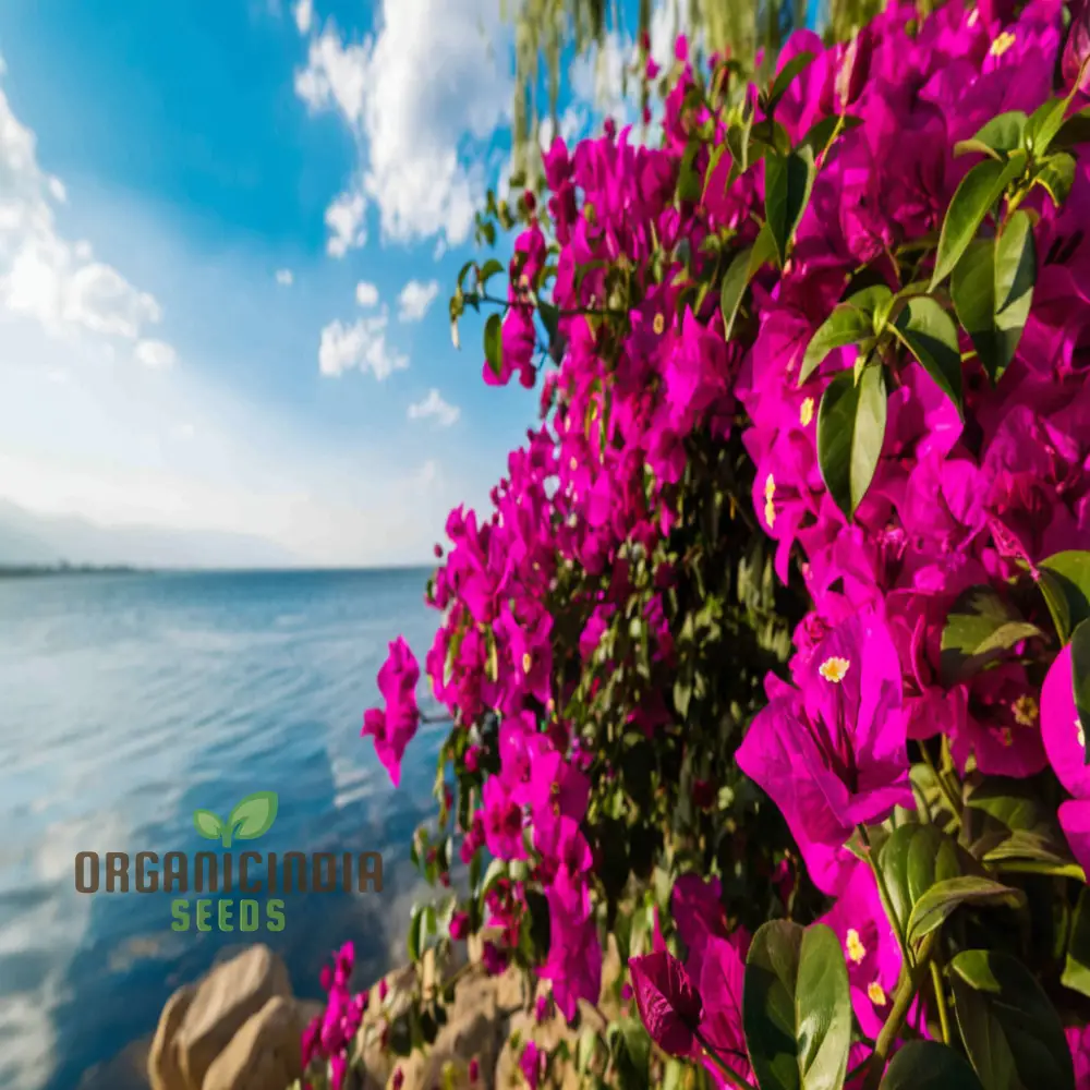 Bougainvillea Flower Seeds Planting Red - Image 4