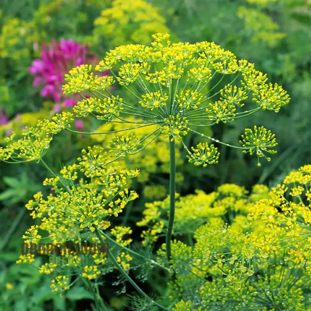 Bouquet Dill Seeds – Aromatic, Fast-Growing Herb for Home Gardening & Containers