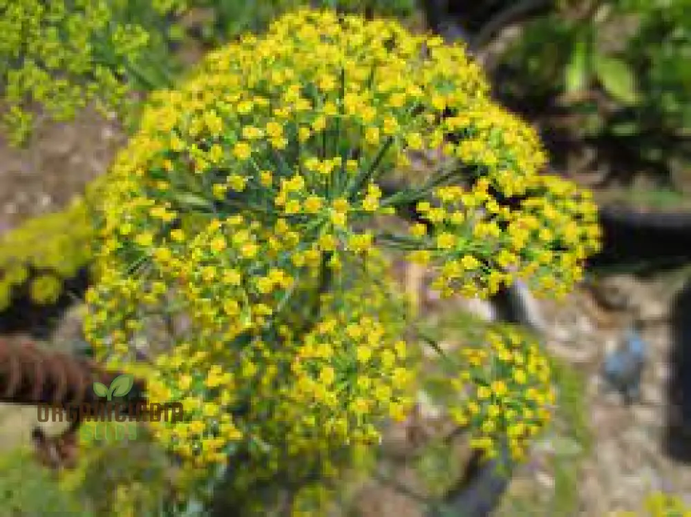 Bouquet Dill Seeds – Aromatic, Fast-Growing Herb for Home Gardening & Containers - Image 3