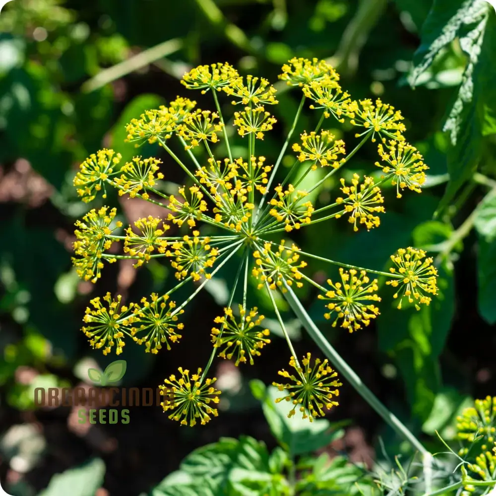 Bouquet Dill Seeds – Aromatic, Fast-Growing Herb for Home Gardening & Containers - Image 4