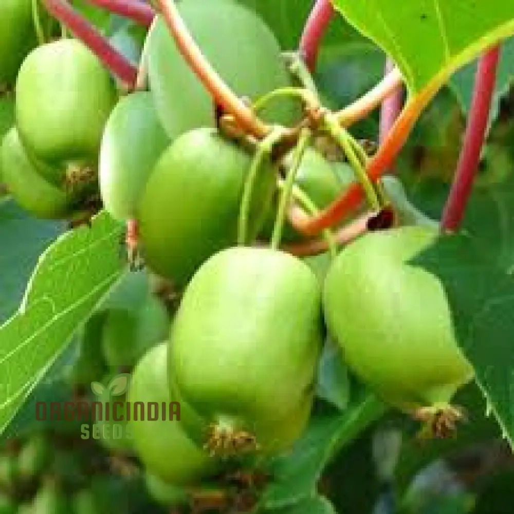 Bower Kiwi Vine (Actinidia arguta) – Seeds - Image 5