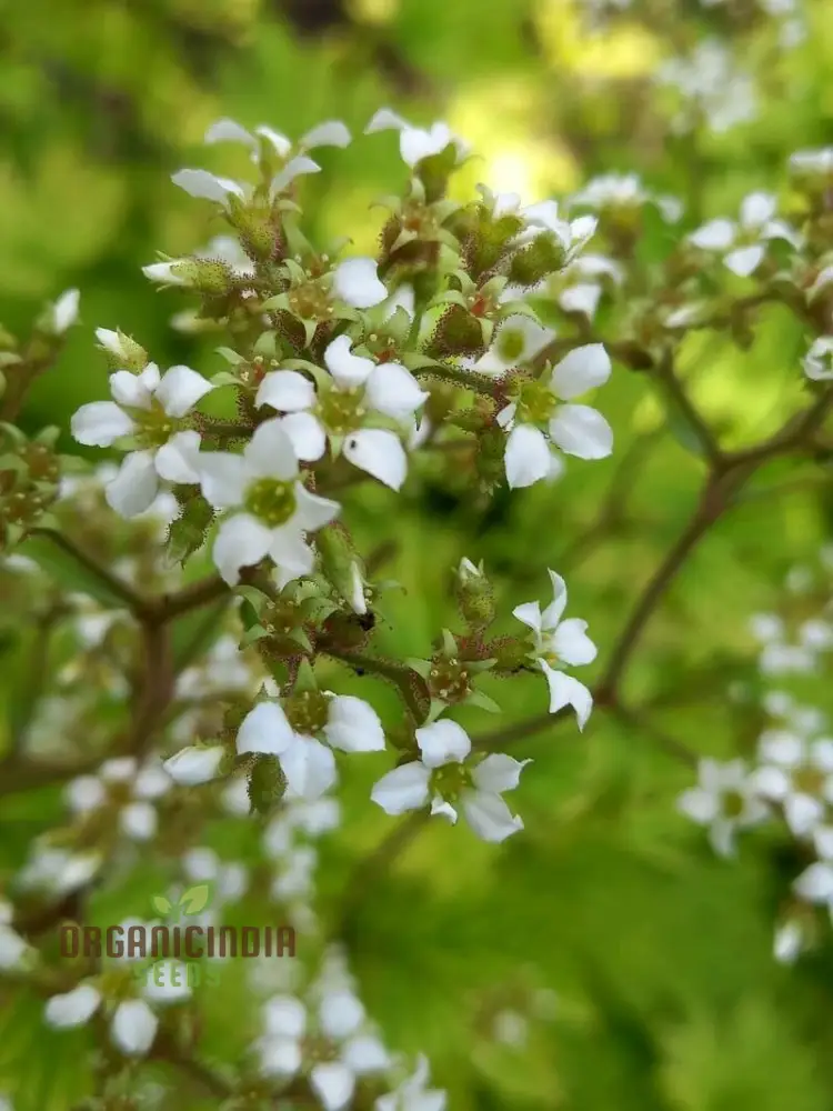 Boykinia Aconitifolia Seeds For Planting, Grow Exquisite Aconitifolia Flowers in Your Garden