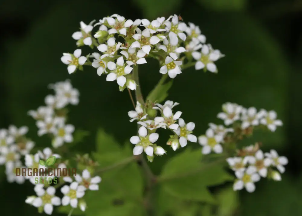Boykinia Aconitifolia Seeds For Planting, Grow Exquisite Aconitifolia Flowers in Your Garden - Image 2