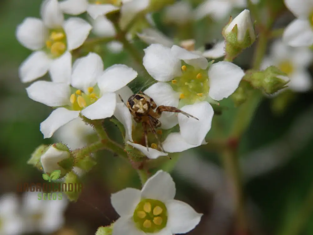 Boykinia Aconitifolia Seeds For Planting, Grow Exquisite Aconitifolia Flowers in Your Garden - Image 3