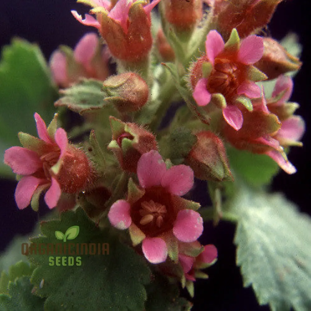 Boykinia Jamesii Seeds For Planting, Cultivate Stunning Jamesii Flowers at Home