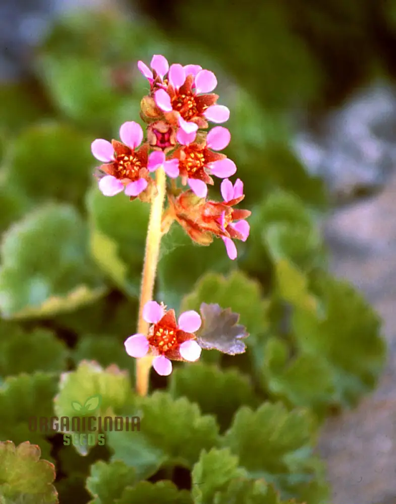 Boykinia Jamesii Seeds For Planting, Cultivate Stunning Jamesii Flowers at Home - Image 3