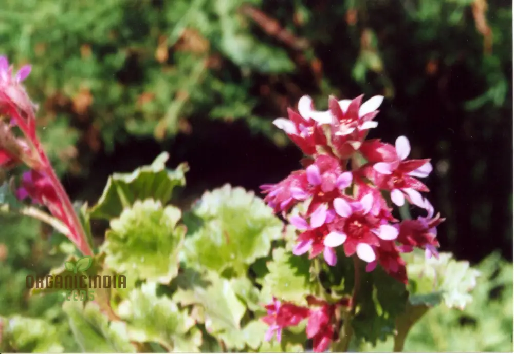 Boykinia Jamesii Seeds For Planting, Cultivate Stunning Jamesii Flowers at Home - Image 4