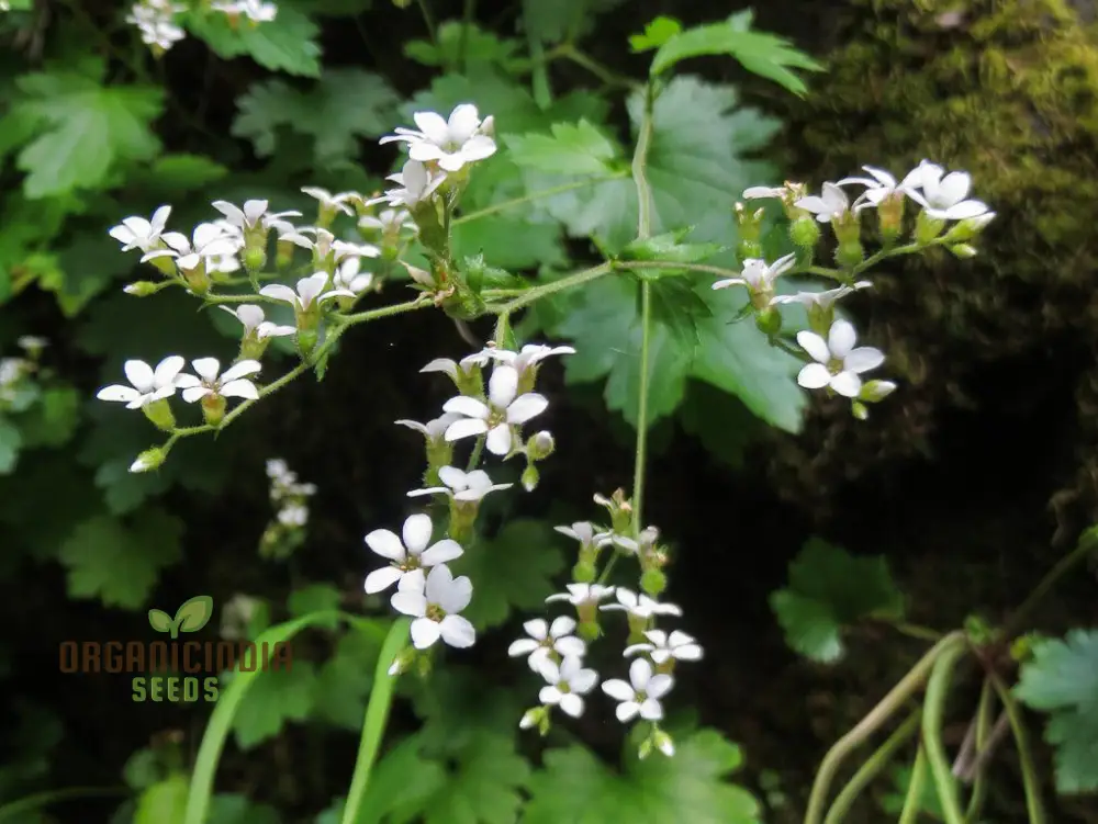 Boykinia Occidentalis Seeds For Planting, Grow Beautiful Occidentalis Flowers in Your Garden
