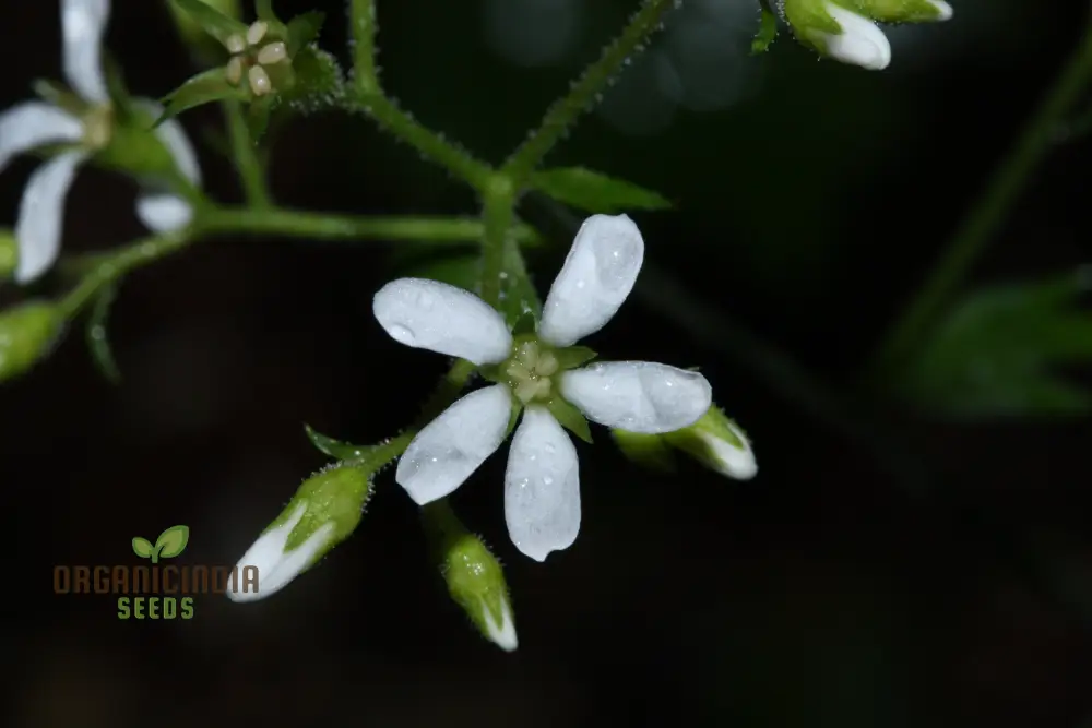Boykinia Occidentalis Seeds For Planting, Grow Beautiful Occidentalis Flowers in Your Garden - Image 3