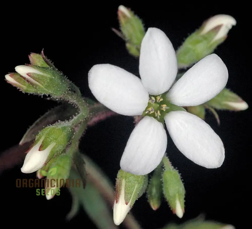 Boykinia Occidentalis Seeds For Planting, Grow Beautiful Occidentalis Flowers in Your Garden - Image 4